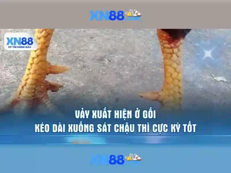 XN88: Tổng quan về nền tảng, trò chơi và an toàn Go88