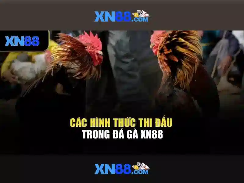Khuyến mãi và hỗ trợ người dùng