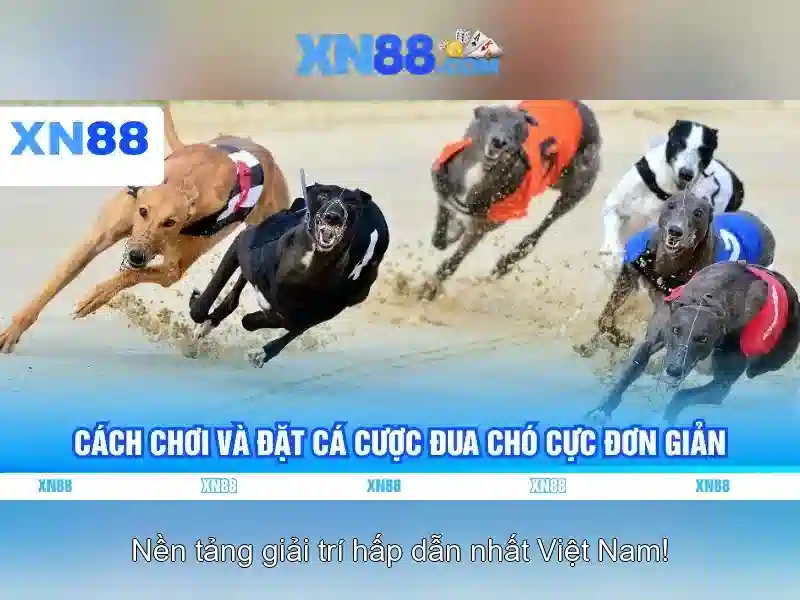 Giới thiệu về xn88
