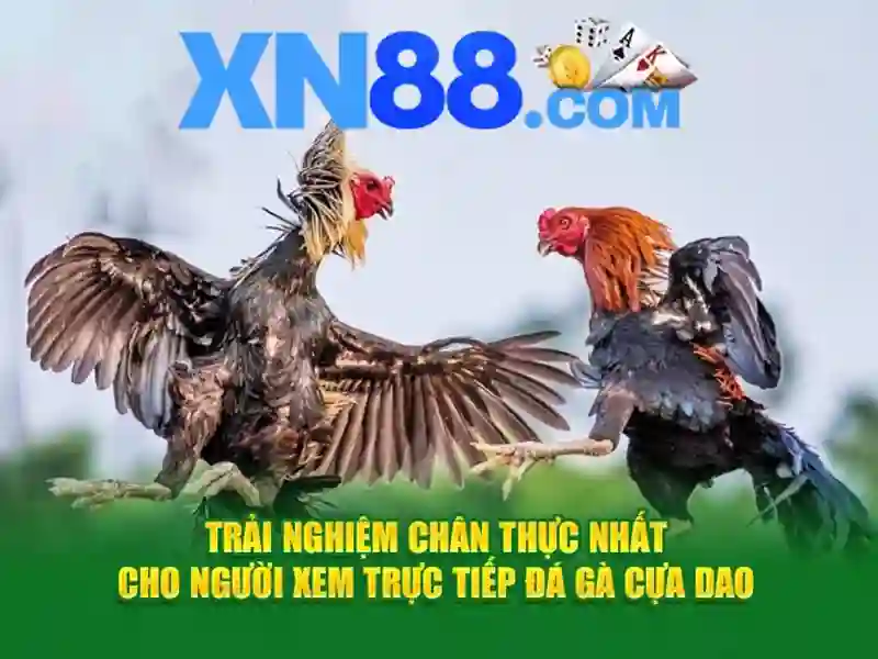 Trải nghiệm người dùng và phản hồi cộng đồng